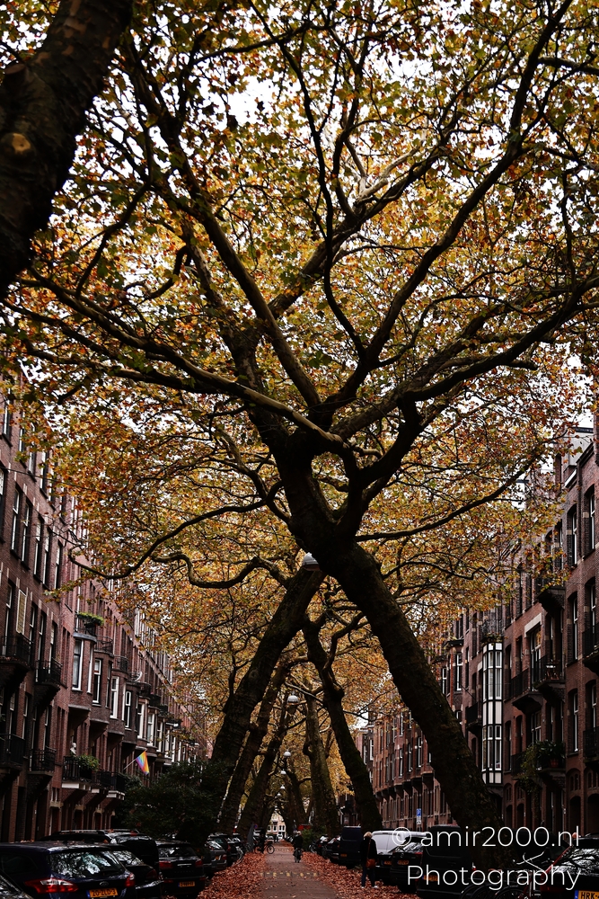 Tree lined Amsterdam street with leaning trunks, parked cars, and leaf covered pavement