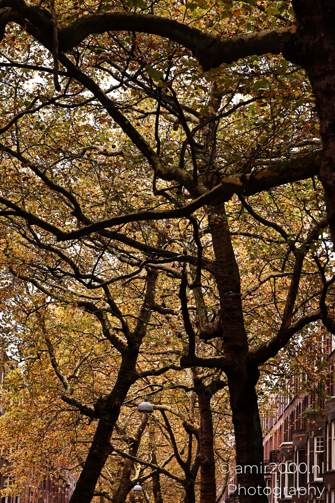 Dense canopy of mottled autumn leaves and twisting branches above the street