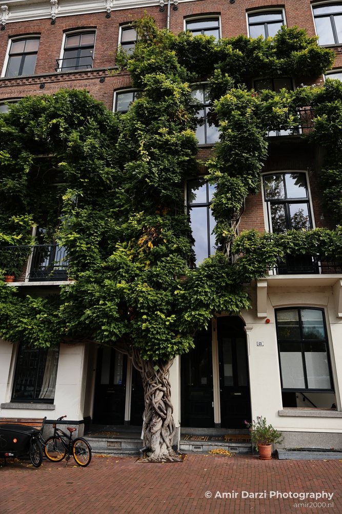 An urban setting featuring an ornate tree and residential facade in Amsterdam Netherlands.