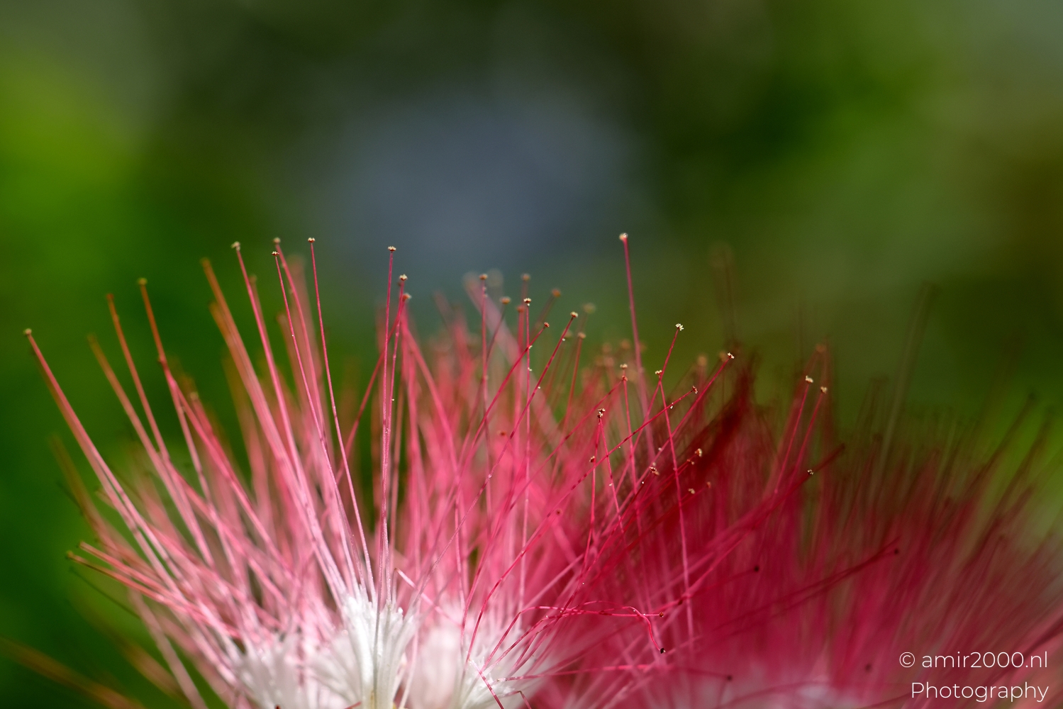 Macro Photography – Close-Up Art by Amir Darzi