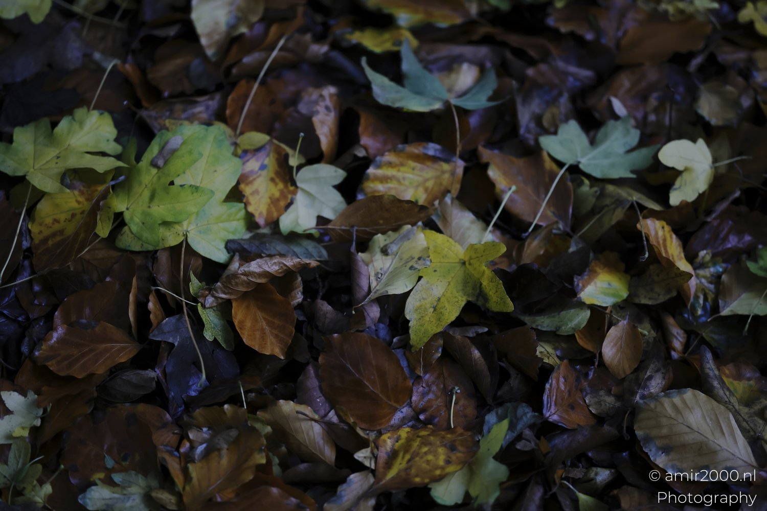 Variously colored fallen leaves on the ground and their visible reflections in water.