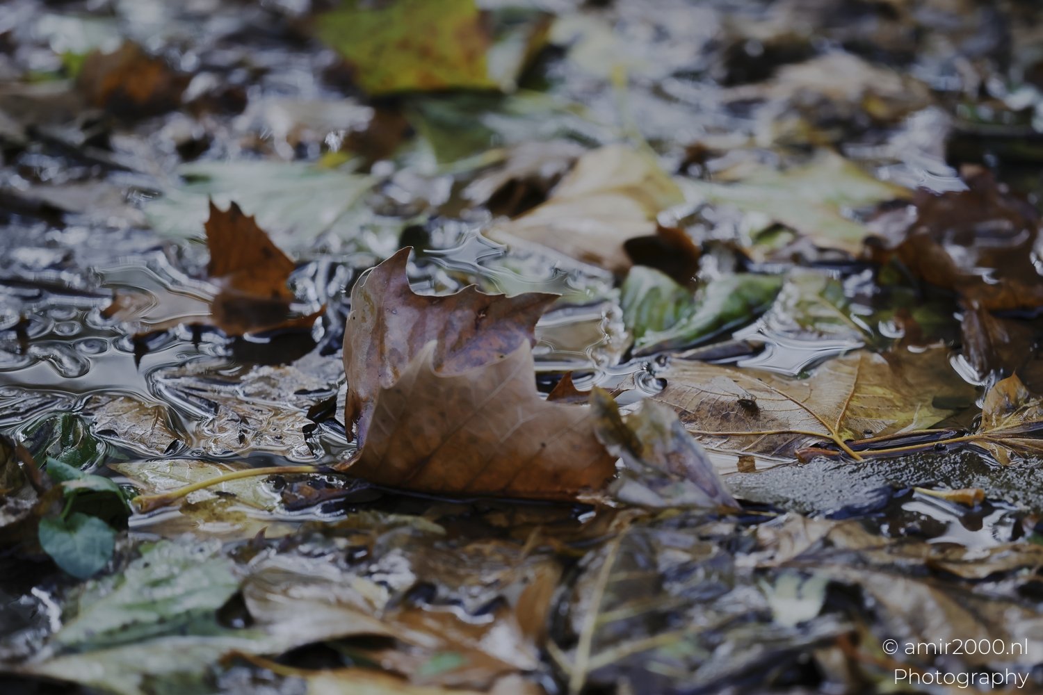 Fallen autumn foliage on the ground and water surface reflecting fall colors.