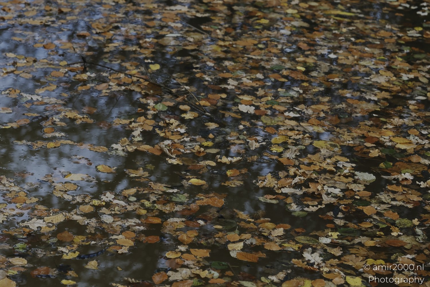 A collection of multicolored fallen leaves partially submerged in still water with tree reflections above.