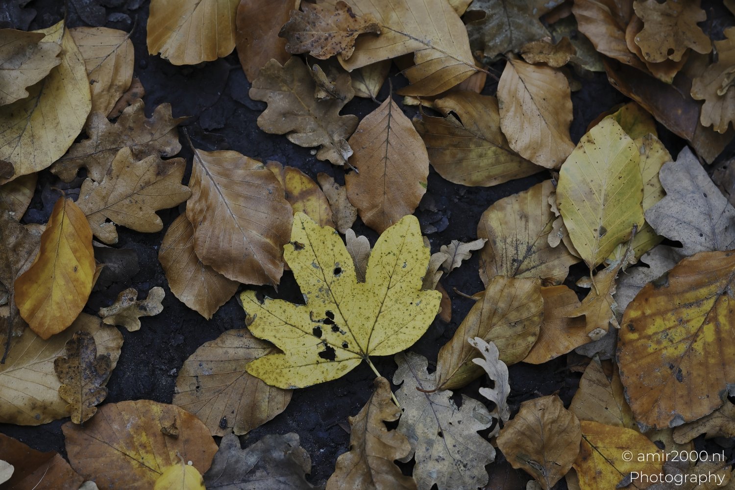 Closeup of multicolored fallen oak and maple leaves with yellow highlights in an outdoor setting during fall season.