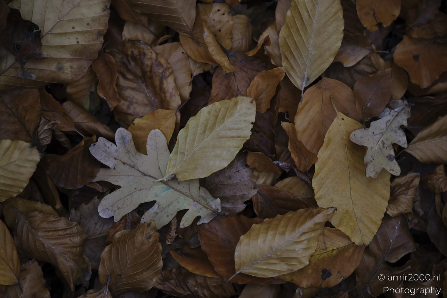 Close-up of brown and yellow fallen oak leaves in a woodland during fall season.