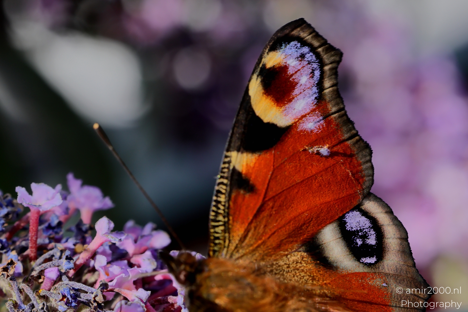 European Peacock butterfly side portrait on buddleia with purple bokeh