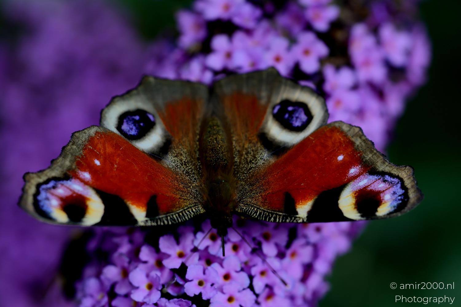 European Peacock butterfly with open wings on purple flowers top view
