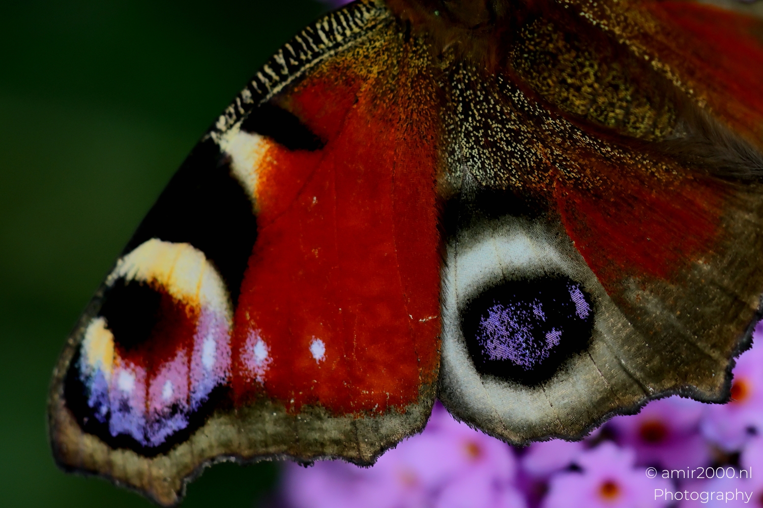 Extreme close up of Peacock butterfly wing showing scales and eyespot detail