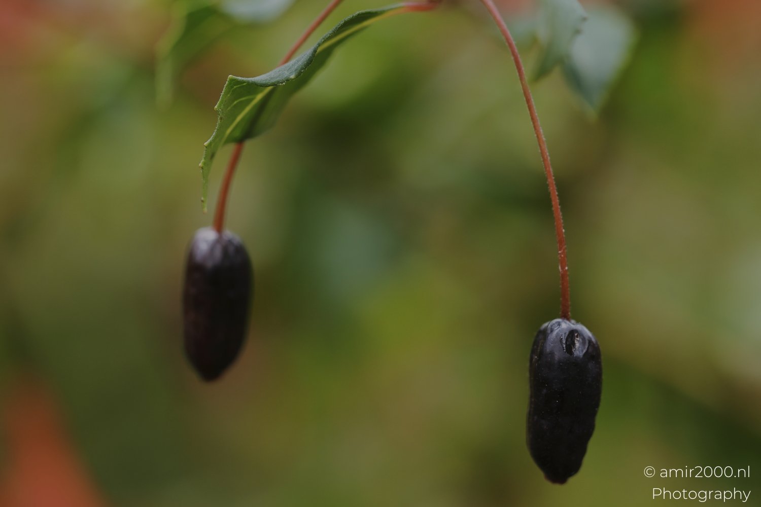 Close-up of two black berries on slender branches surrounded by foliage.