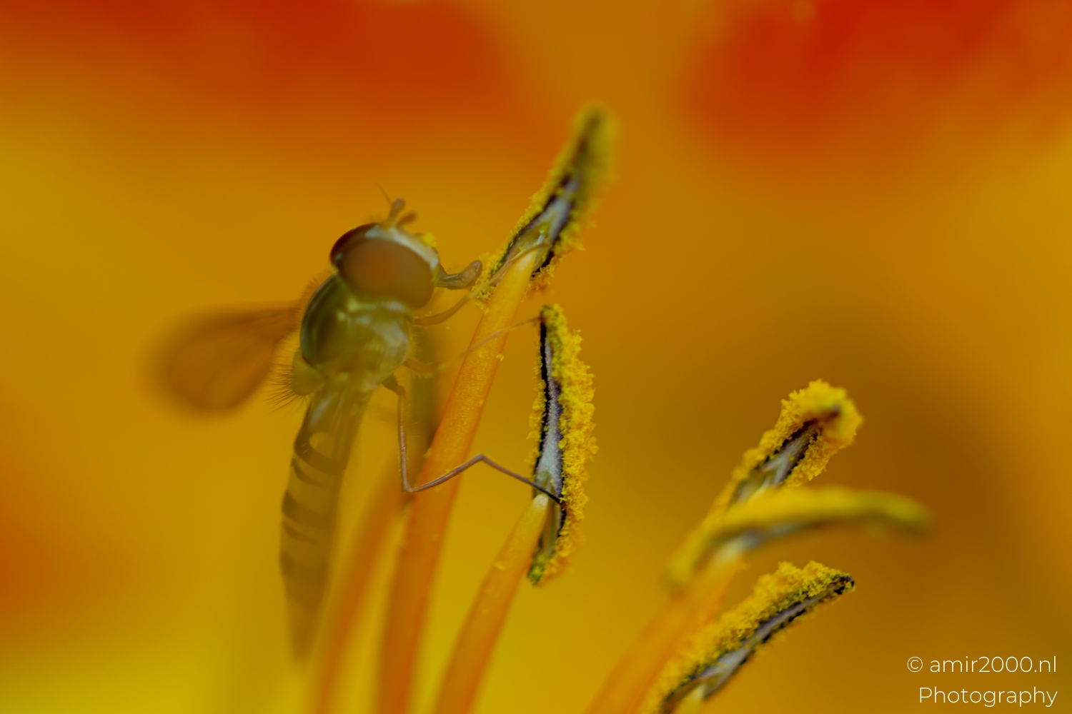 Hoverfly pausing on orange daylily stamens in soft light with dusty yellow pollen.