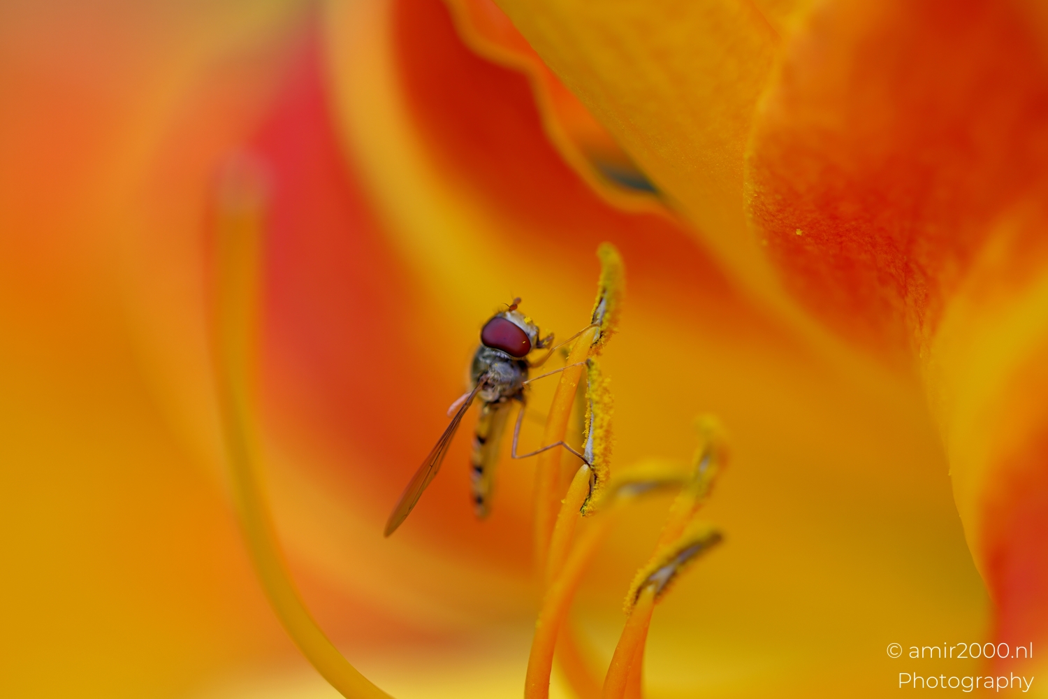 Side view of hoverfly with striped abdomen and pollen on anthers, orange petals behind.