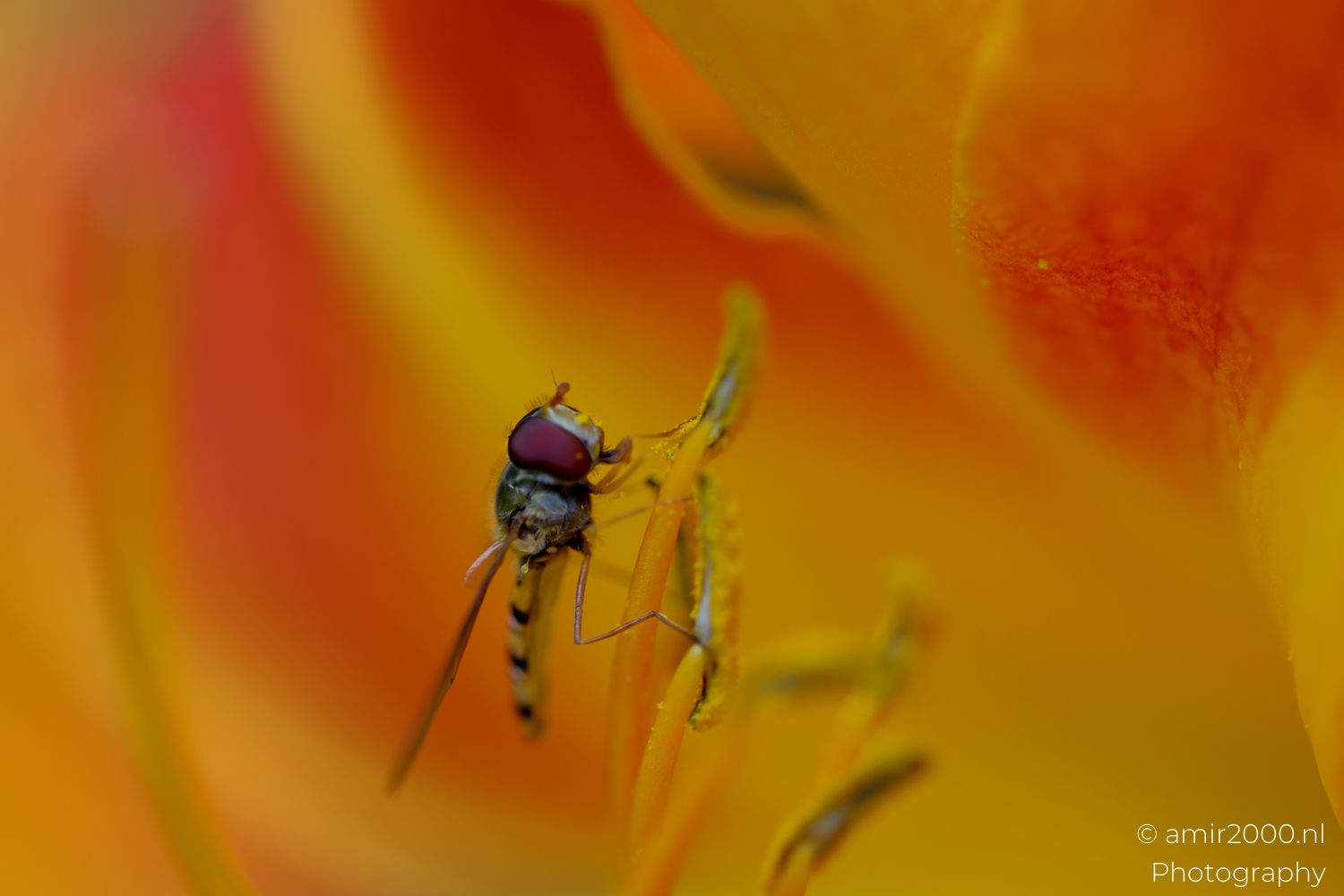 Hoverfly climbing a filament with out of focus petals forming a smooth color field.