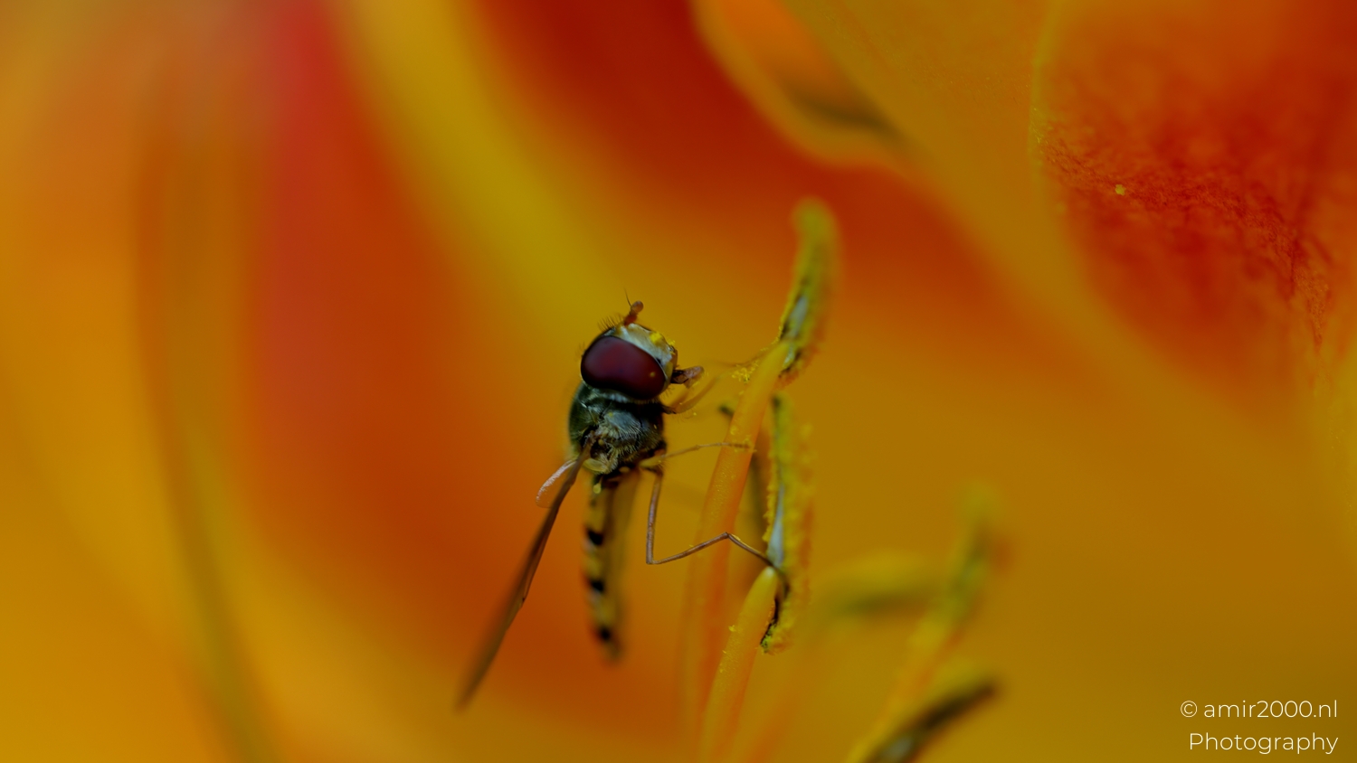 Close profile of hoverfly gripping stamen tip with heavy pollen against blurred orange.