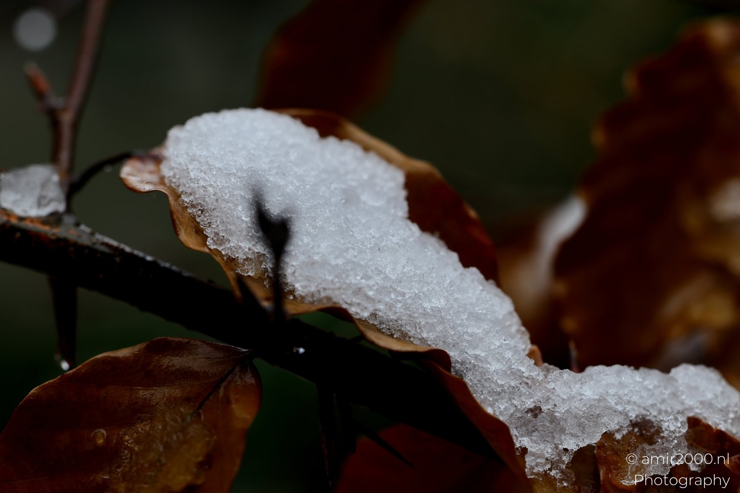 Ice and Snow on plant winter scenery Macro in Macro Photography Photo 3