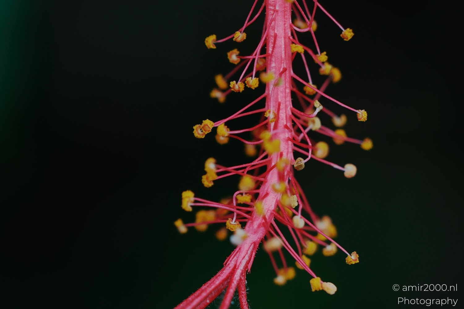 Macro shot showcasing the intricate details of a pink hibiscus stamen with bright yellow anthers.