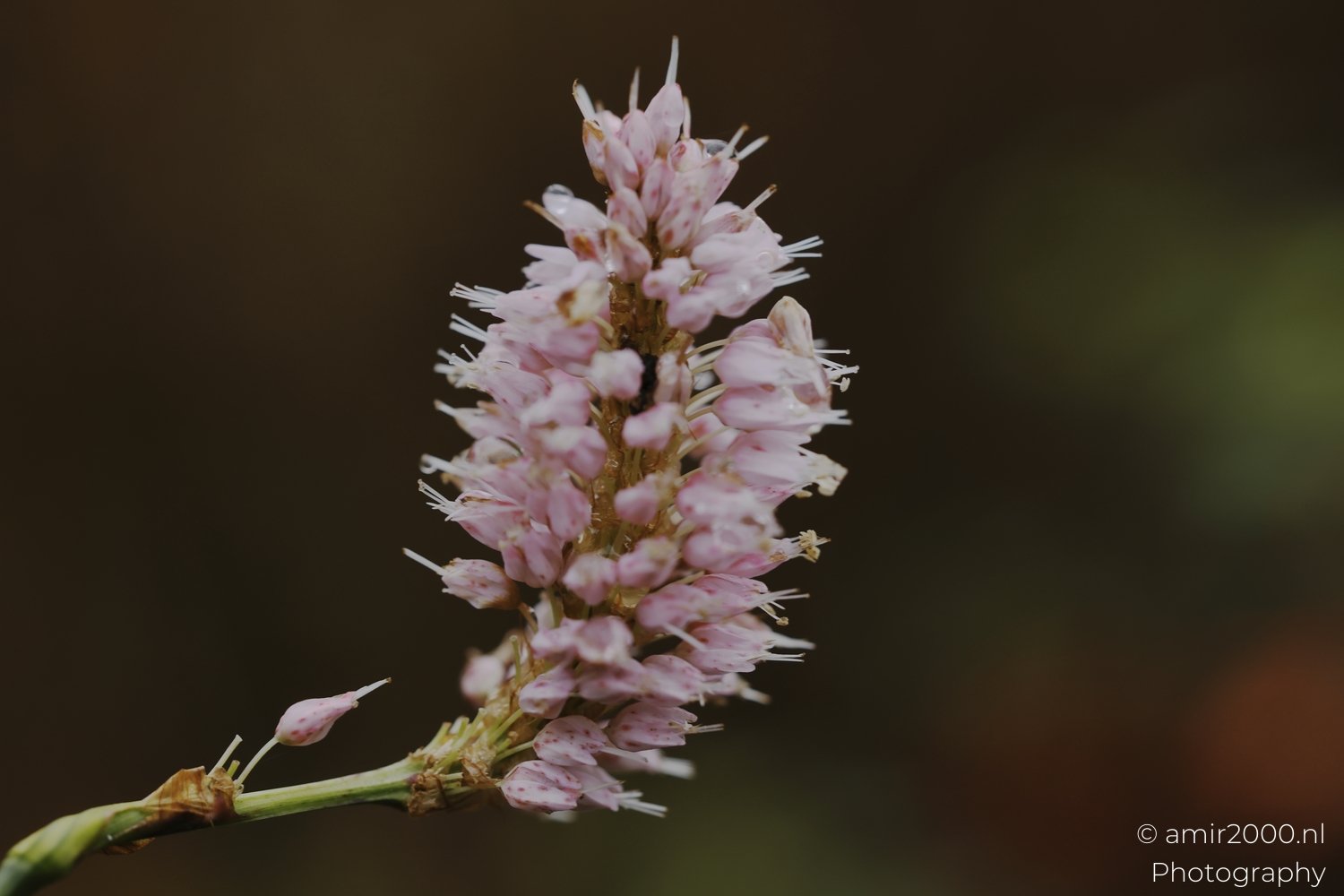 Macro photograph of a detailed flowering plant showcasing its intricate reproductive parts.