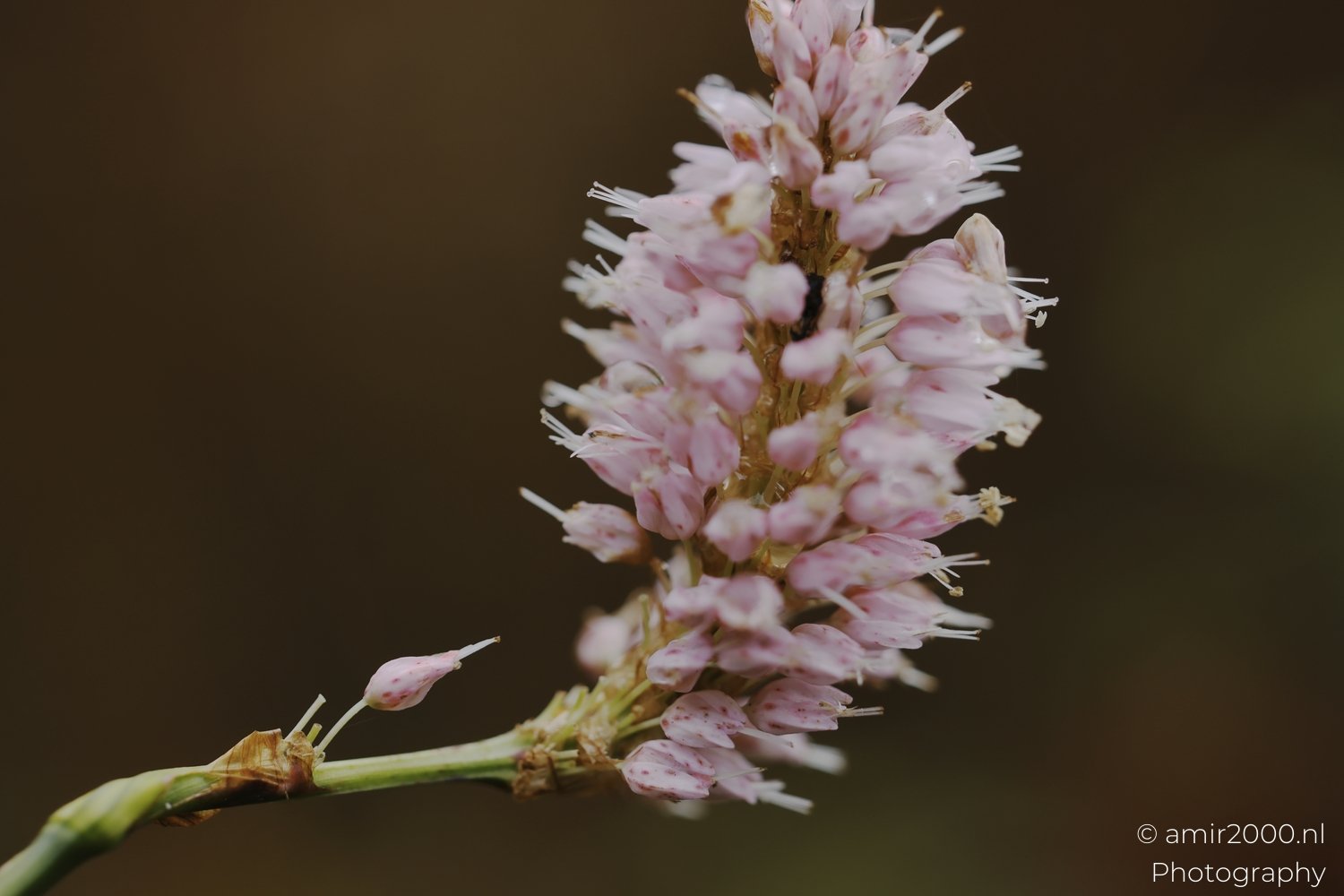 Macro photograph showcasing the intricate details and vibrant colors of a flowering plant's blossoms.