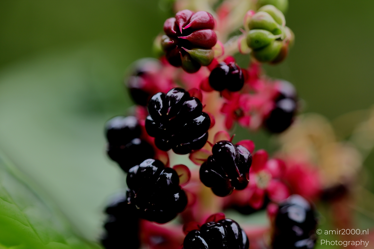 Macro Photography – Close-Up Art by Amir Darzi