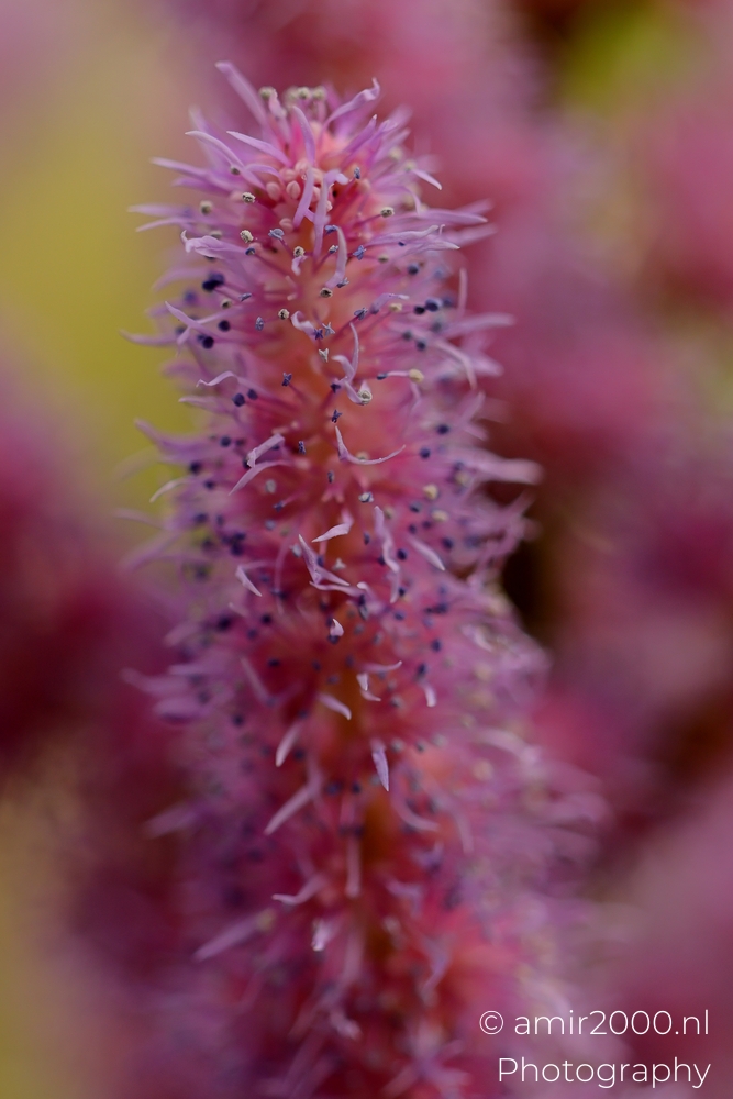 Tall Ptilotus exaltatus flower spike with scattered anthers and curved filaments against creamy out of focus background.