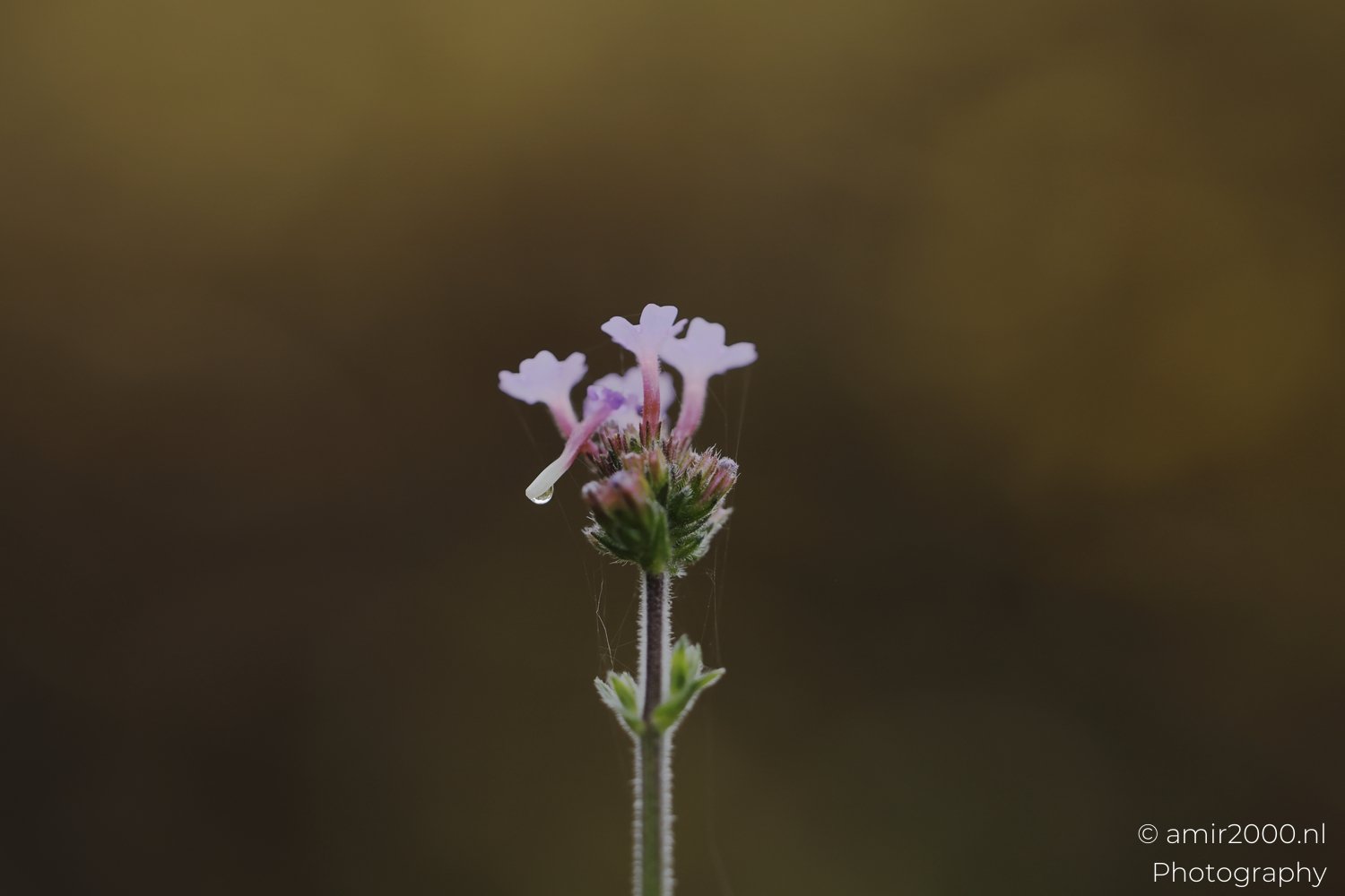 Close-up view of delicate small pink blossom in natural setting.