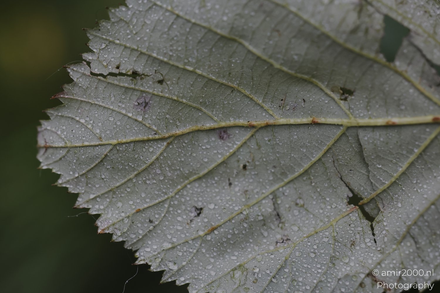 Macro photograph highlighting water droplets on a green leaf's surface and its intricate veining pattern.