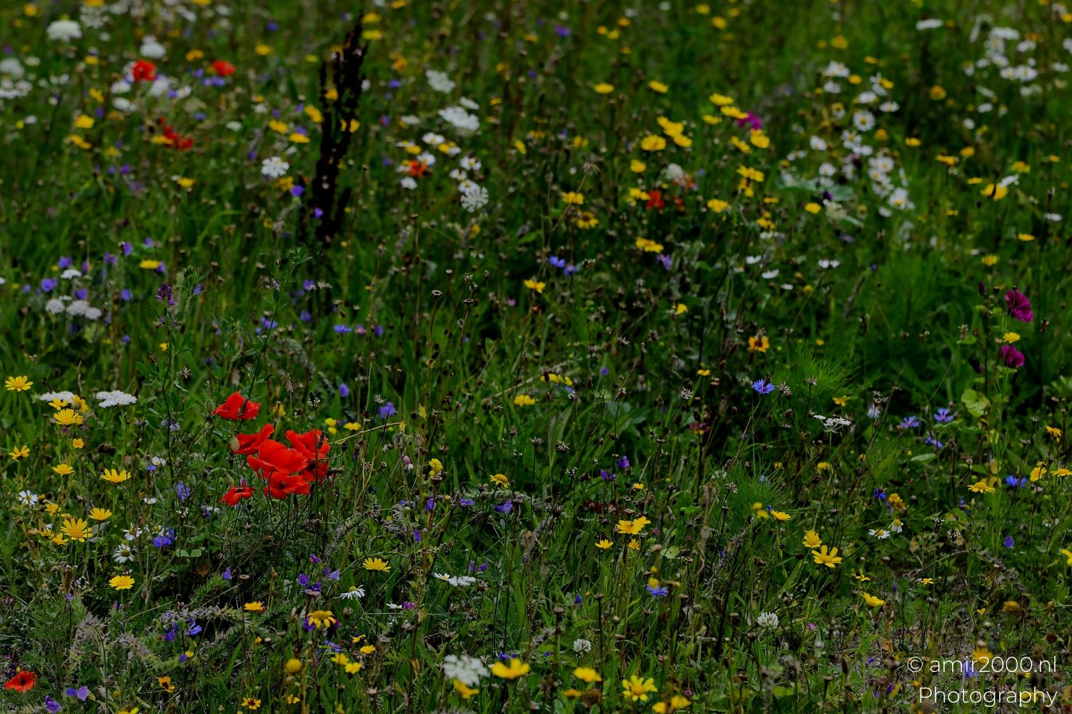 Wildflower meadow in full bloom Flower in Flower Photography from macro series