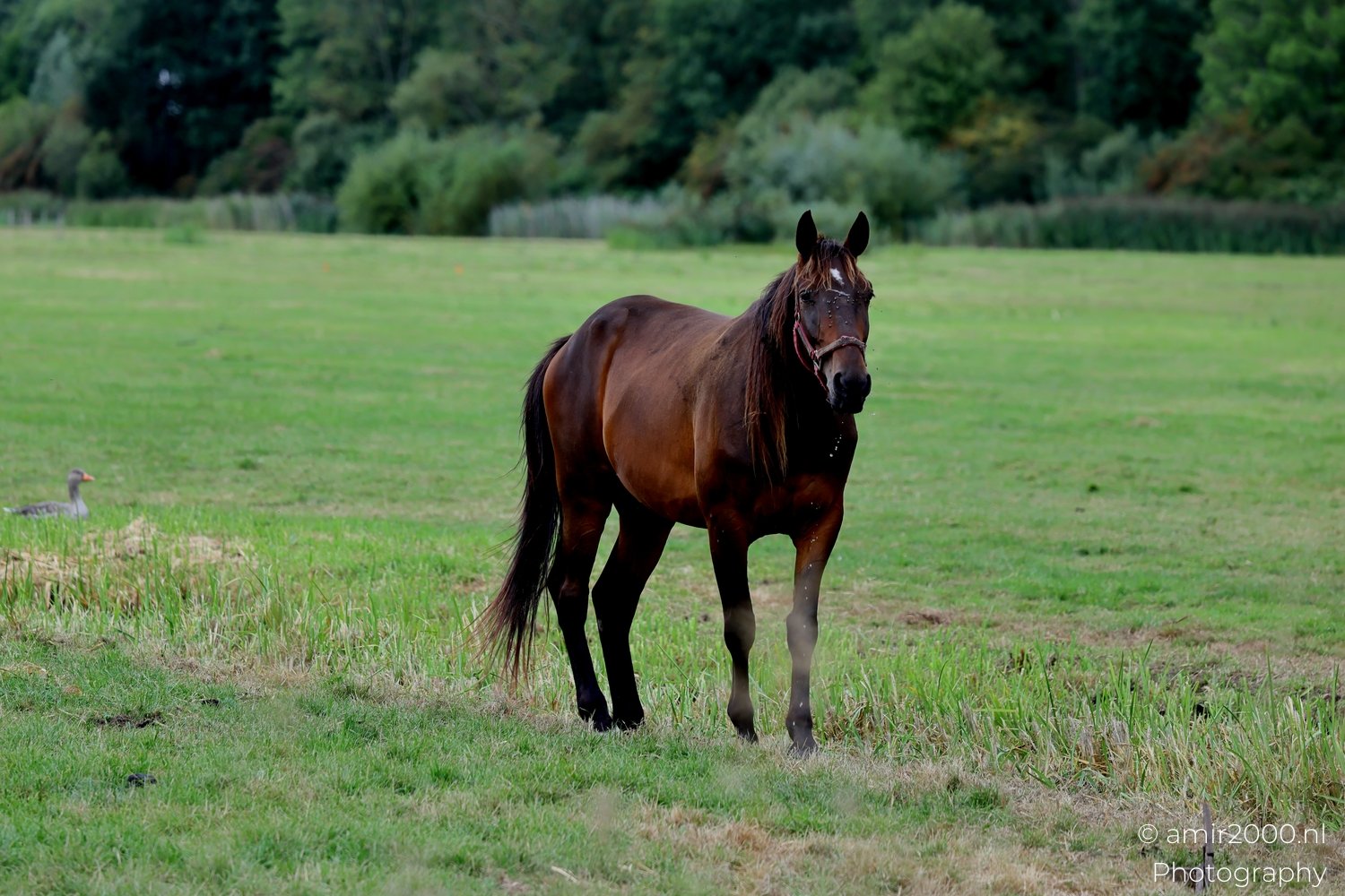 Adult horse portraits in pasture Animal in Animal Photography from nature series Photo 1