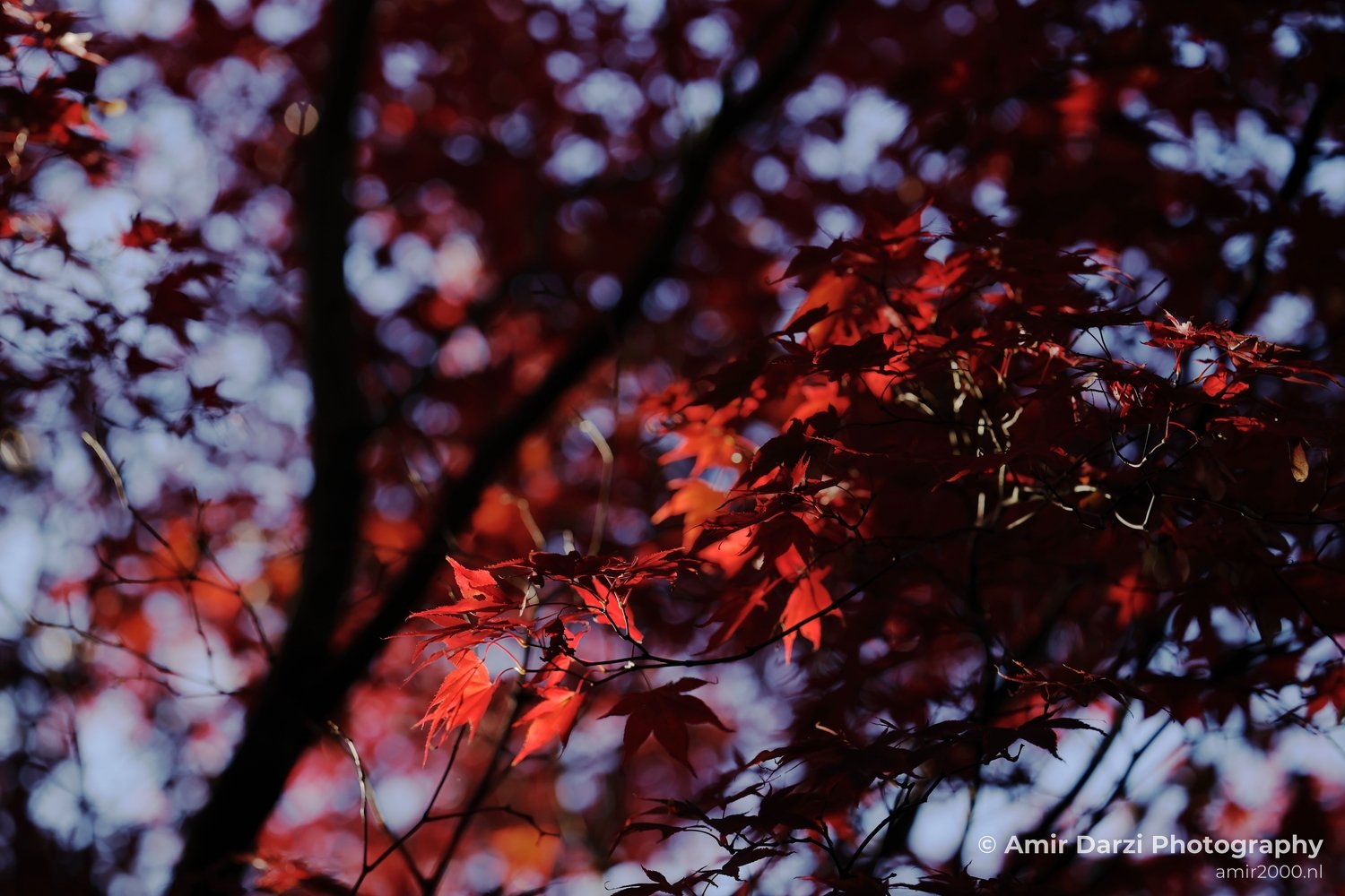 Autumn foliage in sunlight against a backdrop of trees and foliage.