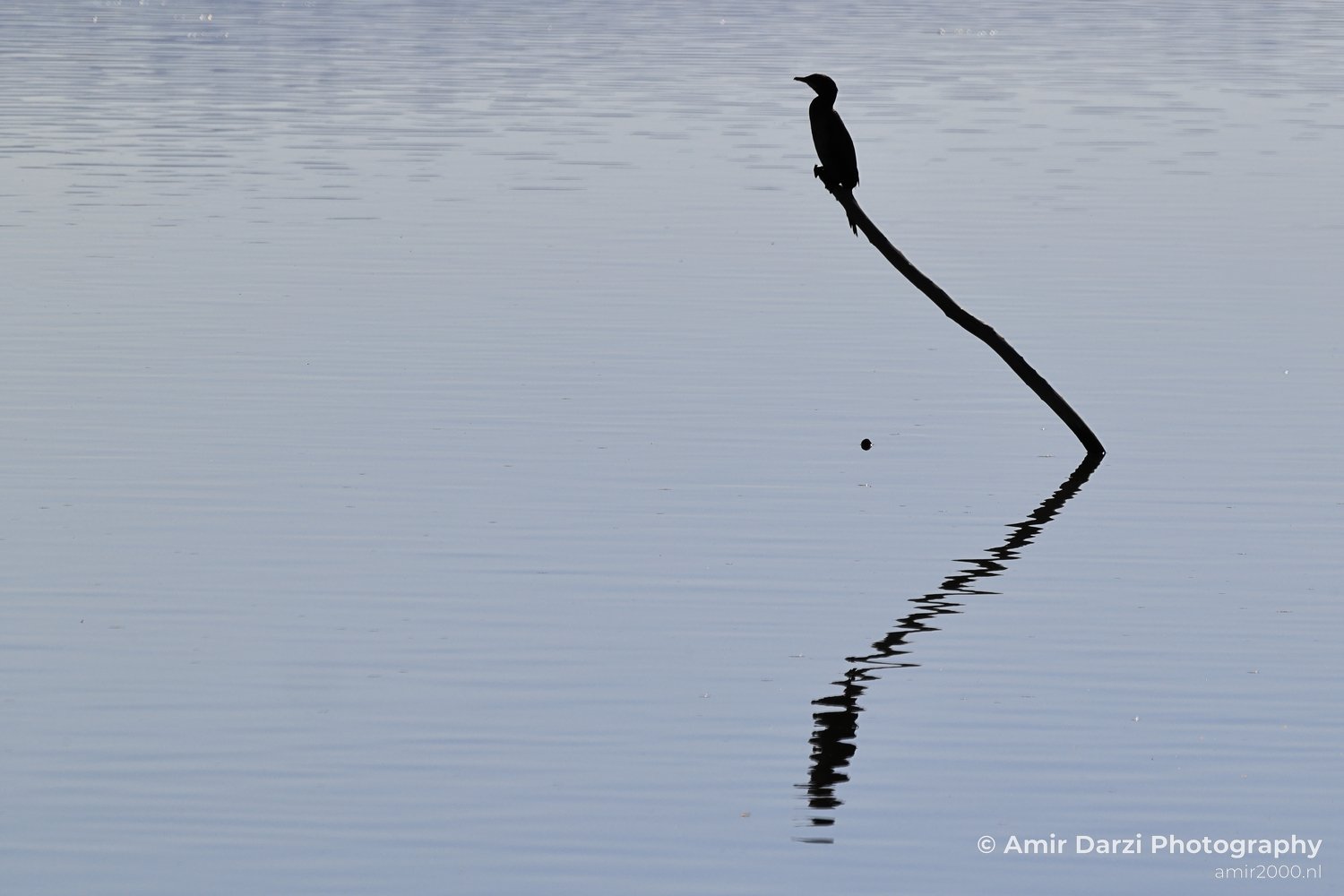 Cormorant standing on thin tree limb reflected in still lake surface.