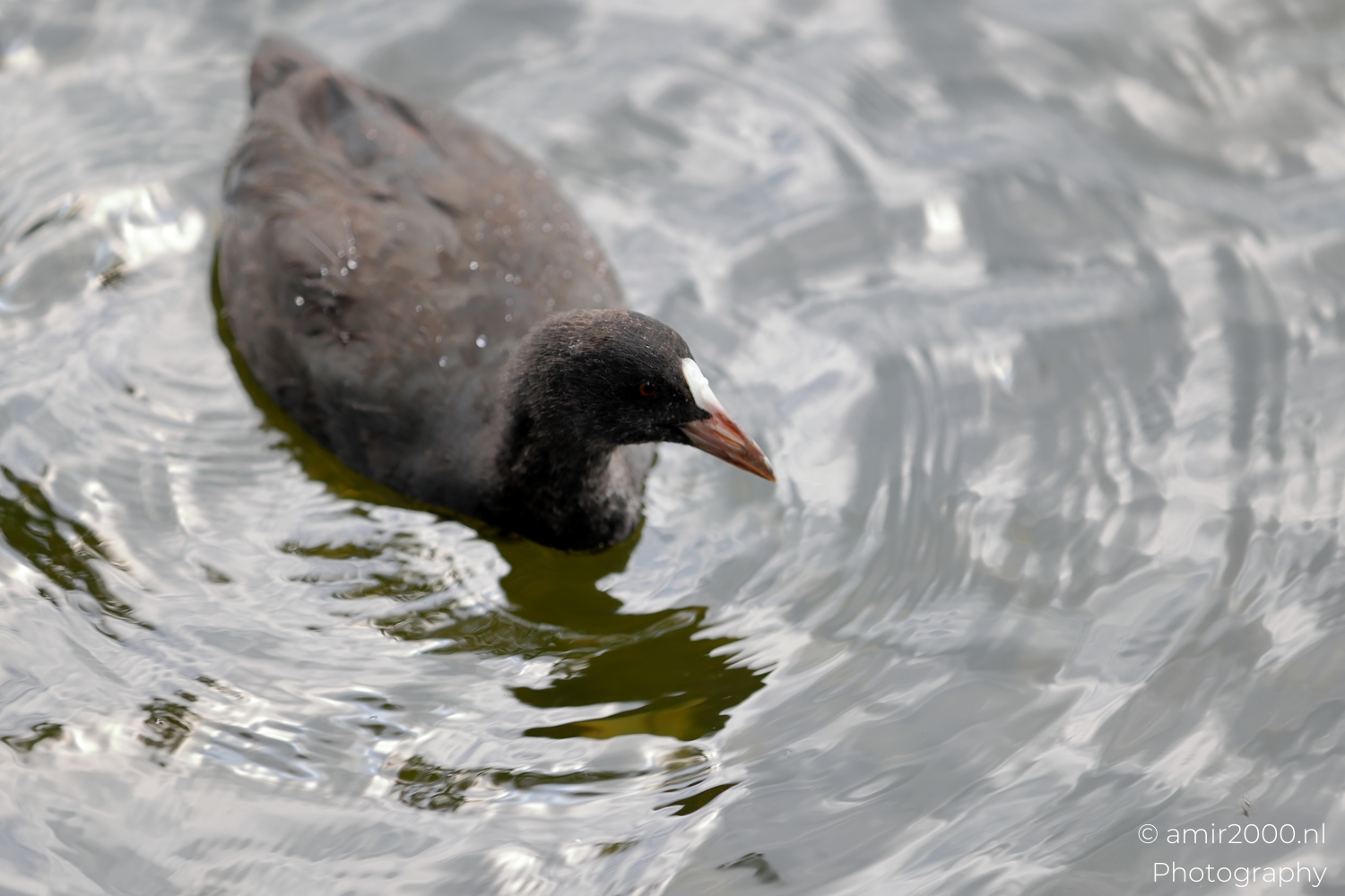 Adult Eurasian coot on Amsterdam canal water from above, soft light, white frontal shield visible.