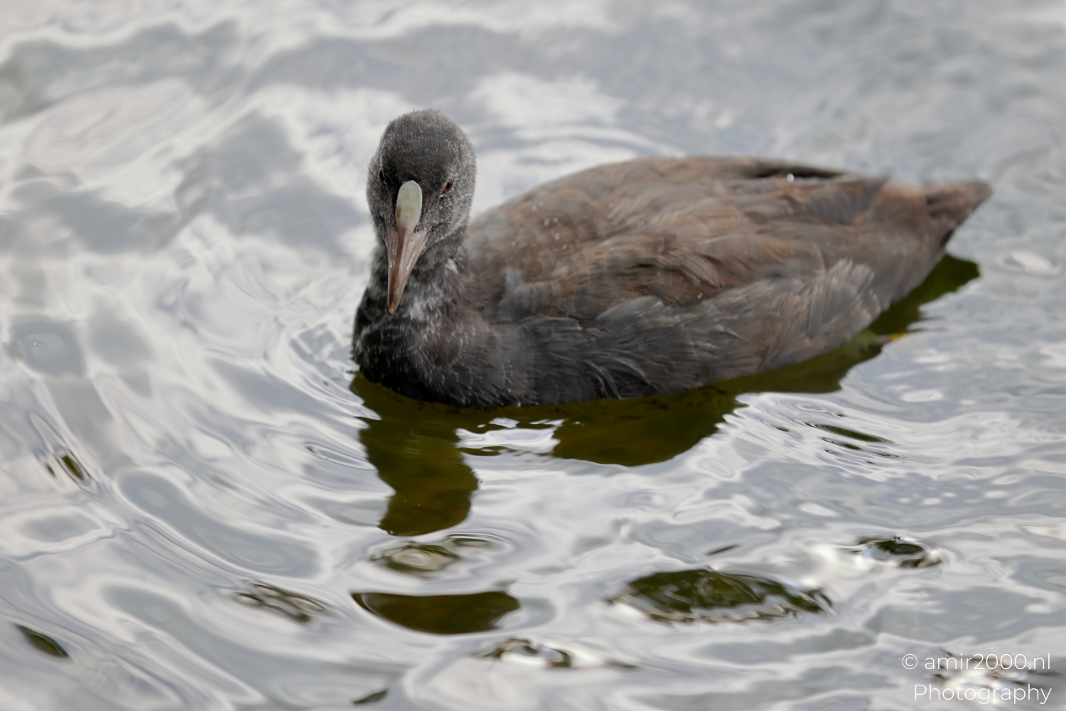 Juvenile coot facing forward on canal water, pale bill and loose gray plumage in calm light.