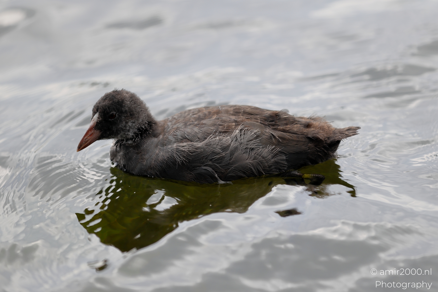 Side view of juvenile coot showing fluffy flank feathers and water beading on back.