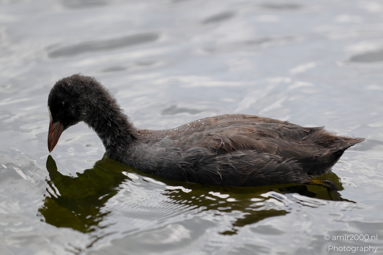 Juvenile coot dipping its head toward the green reflection, droplets on neck and back visible.
