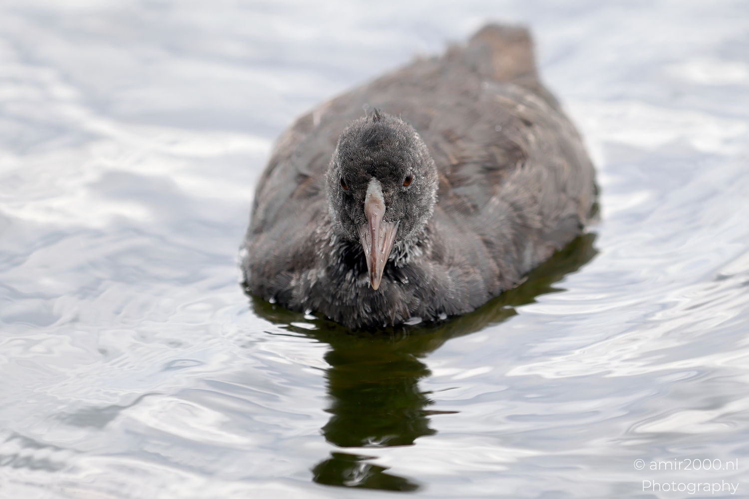 Eurasian Coots on Amsterdam Canals in Soft Light