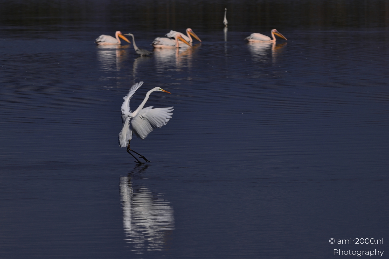 Morning Landing: Great Egret Over Dark Water in Hula Nature Reserve