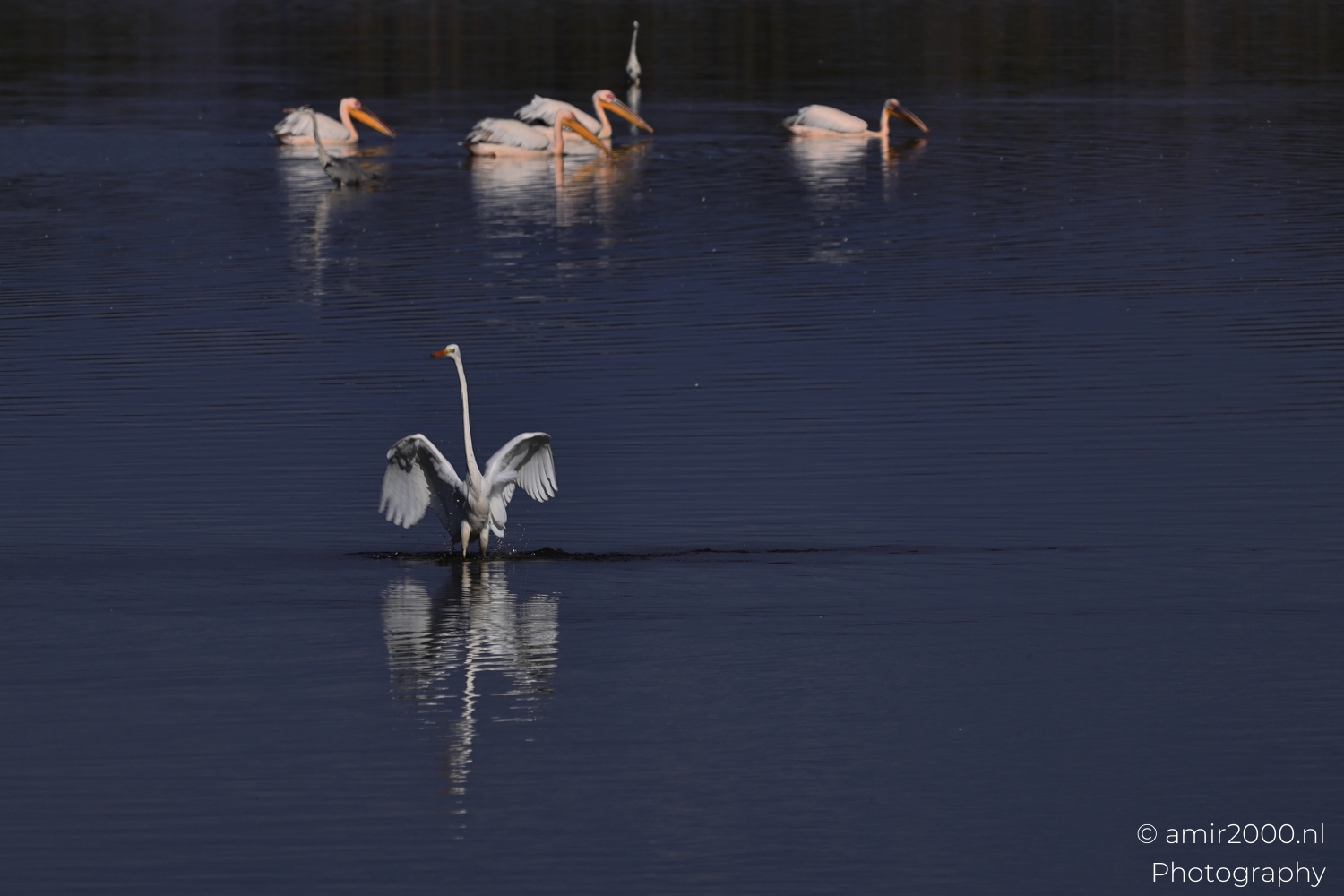 Great egret drops onto dark water, wings half open, pelicans blurred behind.