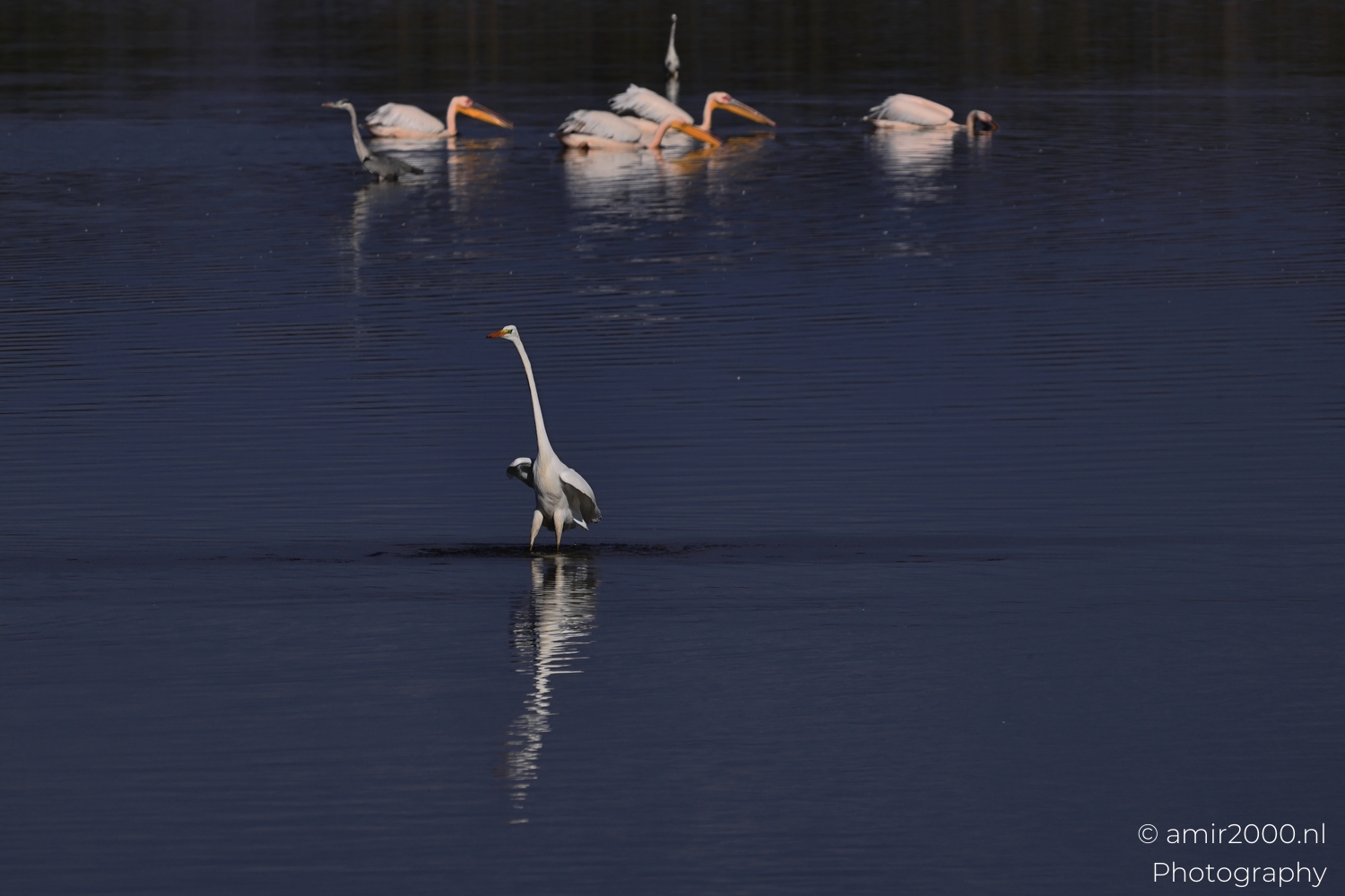 Great egret settles after touchdown, wings lowered, narrow wake line behind its feet.