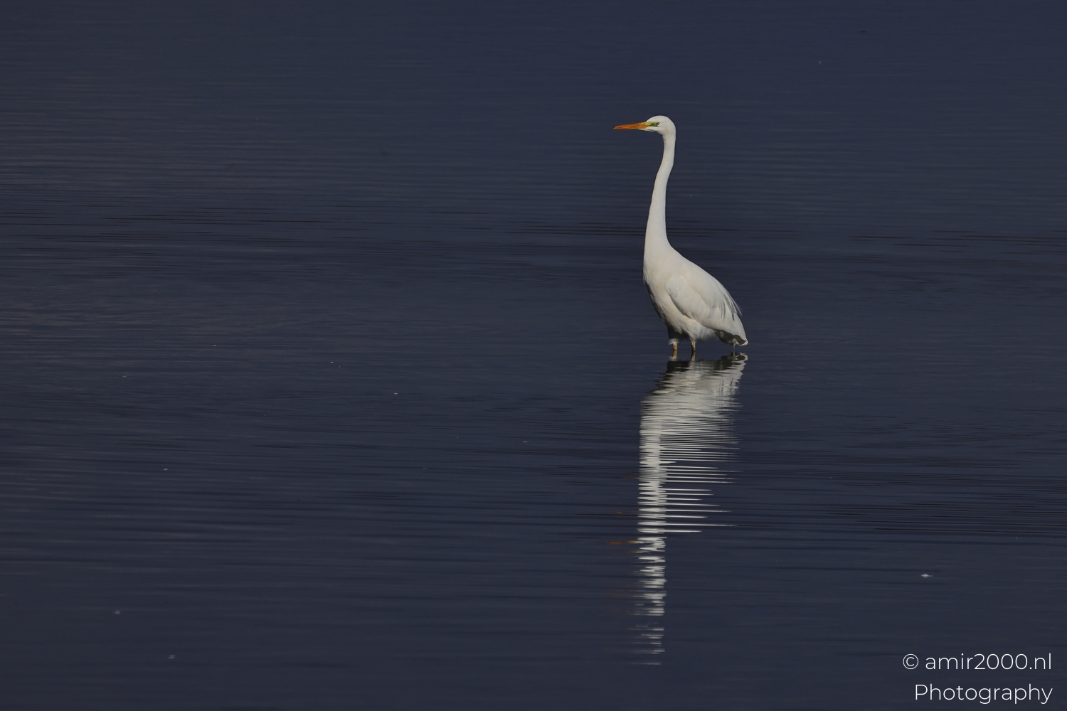 Great egret stands upright in shallow water, long reflection tapering into gentle ripples.