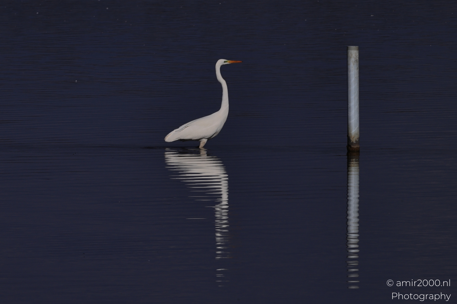 Great egret stands near a vertical pole, reflection broken into bright steps by ripples.