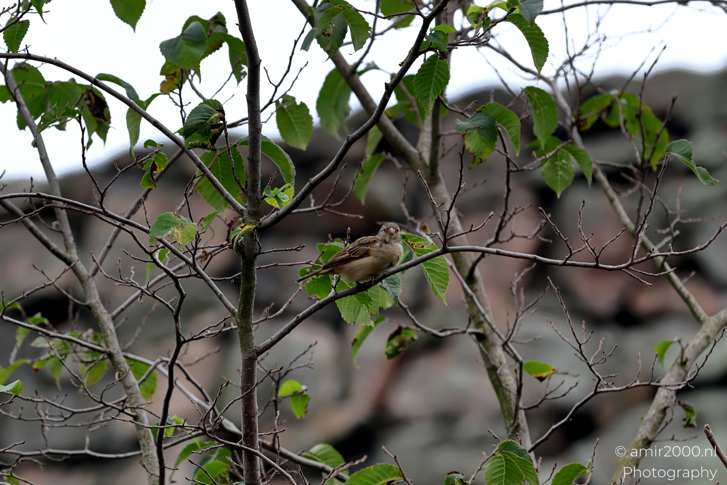 Nature Landscape Photography – By Amir Darzi