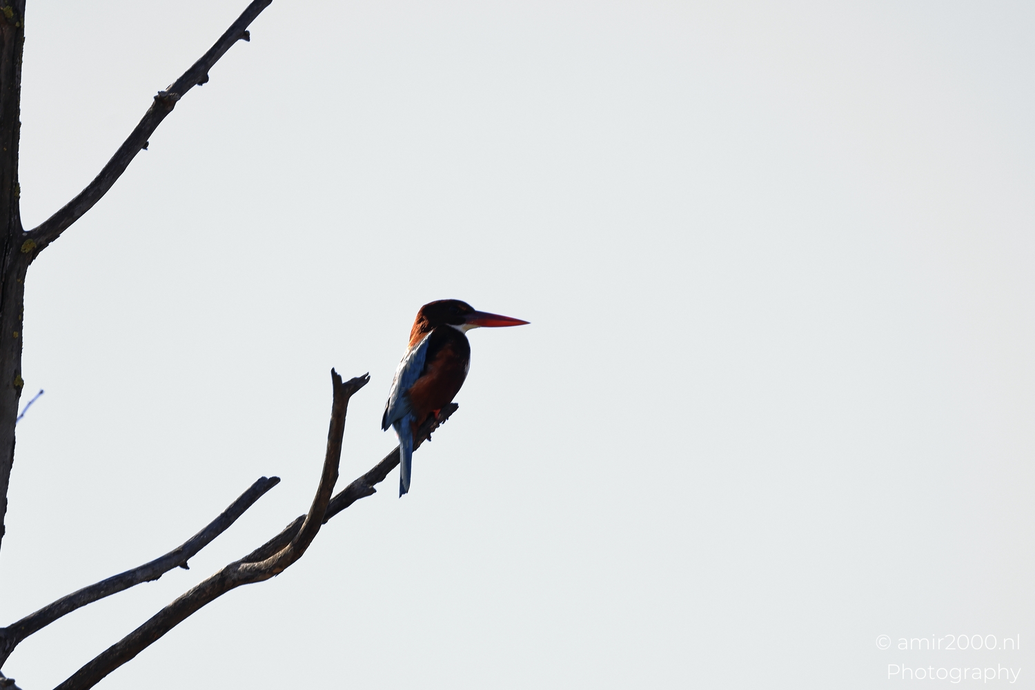 White-throated kingfisher perched on bare branch against open sky with dark shaded plumage