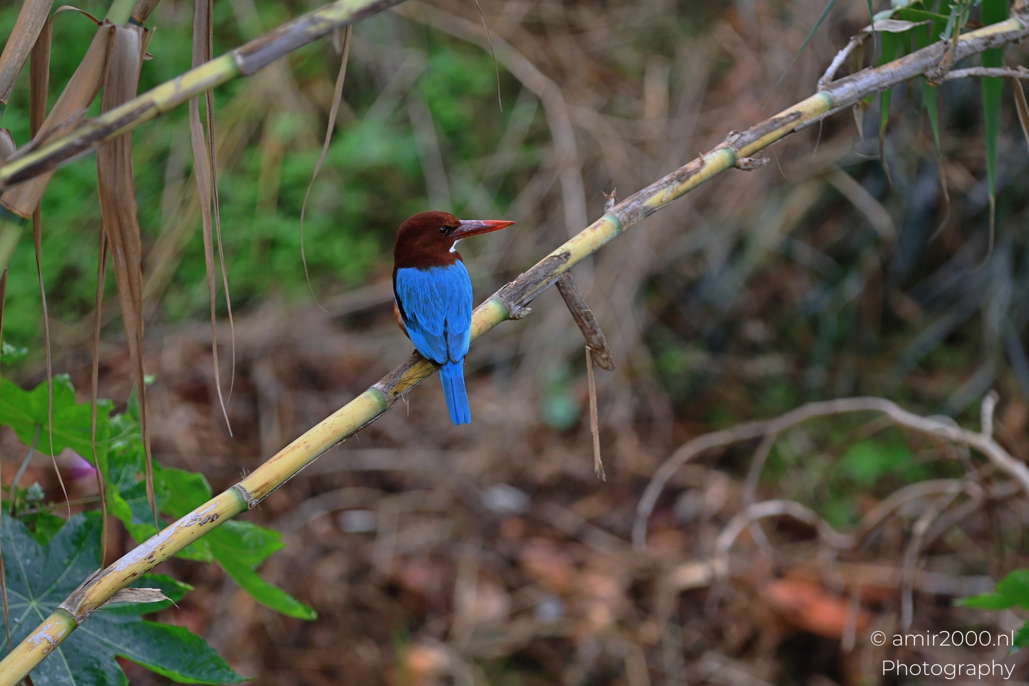 White-throated kingfisher seen from behind on reed with clear blue tail feathers and leaf detail