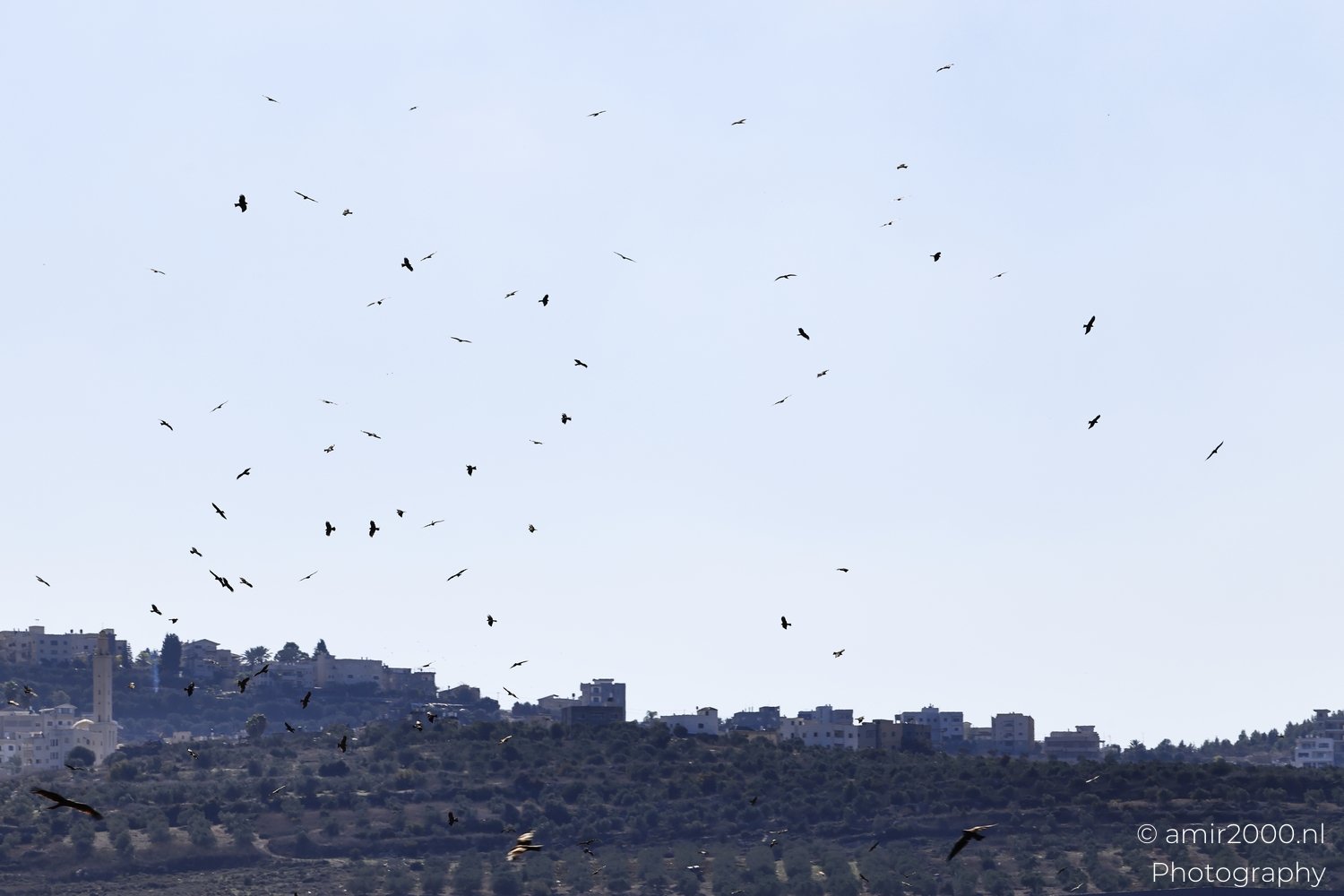 Birds soaring above a landscape featuring hills, vegetation, and urban structures under clear skies.