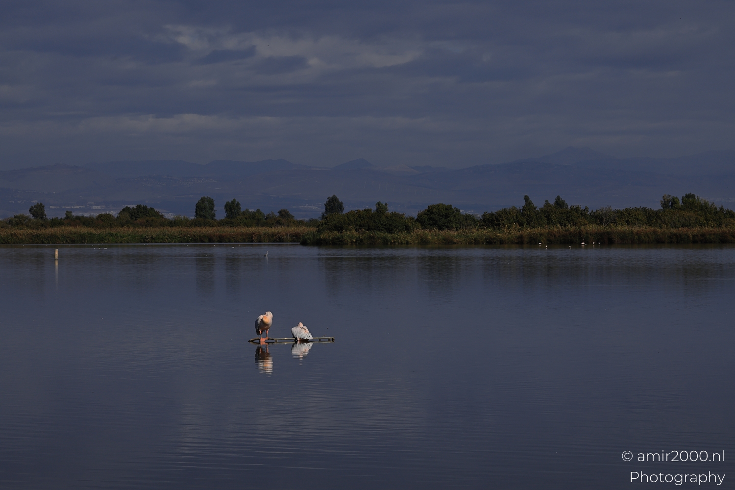 Distant pelicans stand on a low platform surrounded by still reflective lake water.