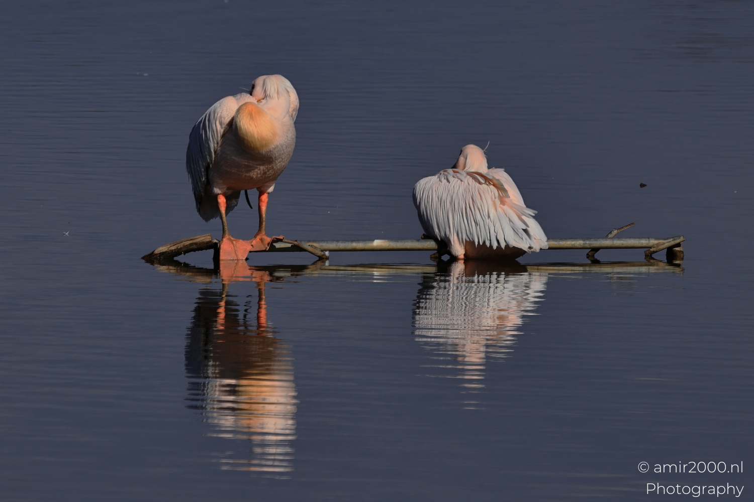 Pelicans rest on driftwood above calm water with clear reflections and muted light.