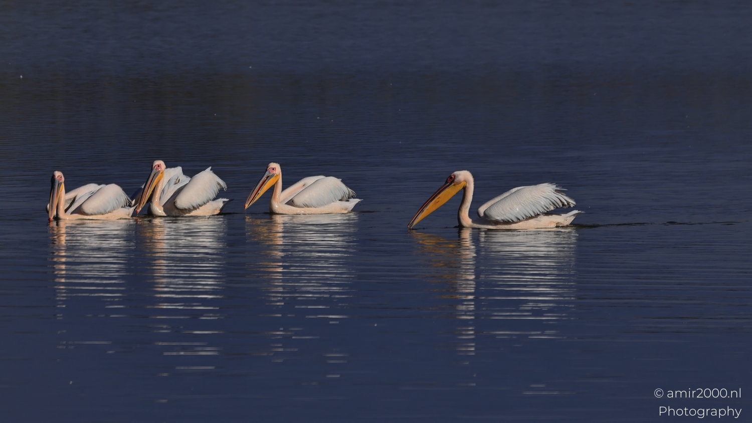 Pelicans drift in a loose line across blue dark water under soft morning light.