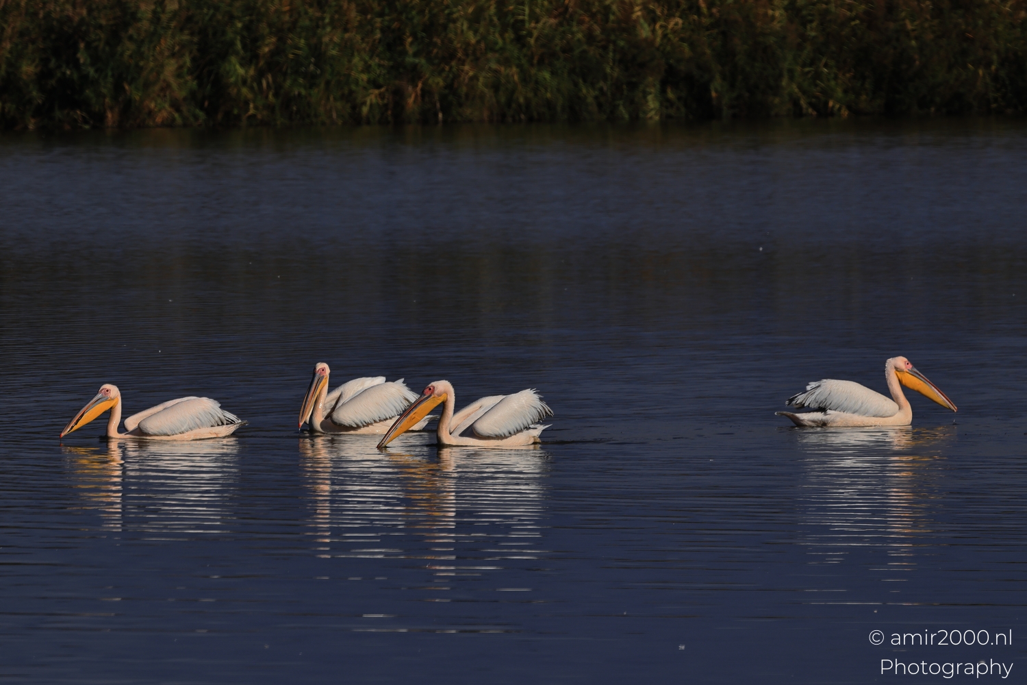 Three pelicans glide across dark water in side view with soft morning reflections.