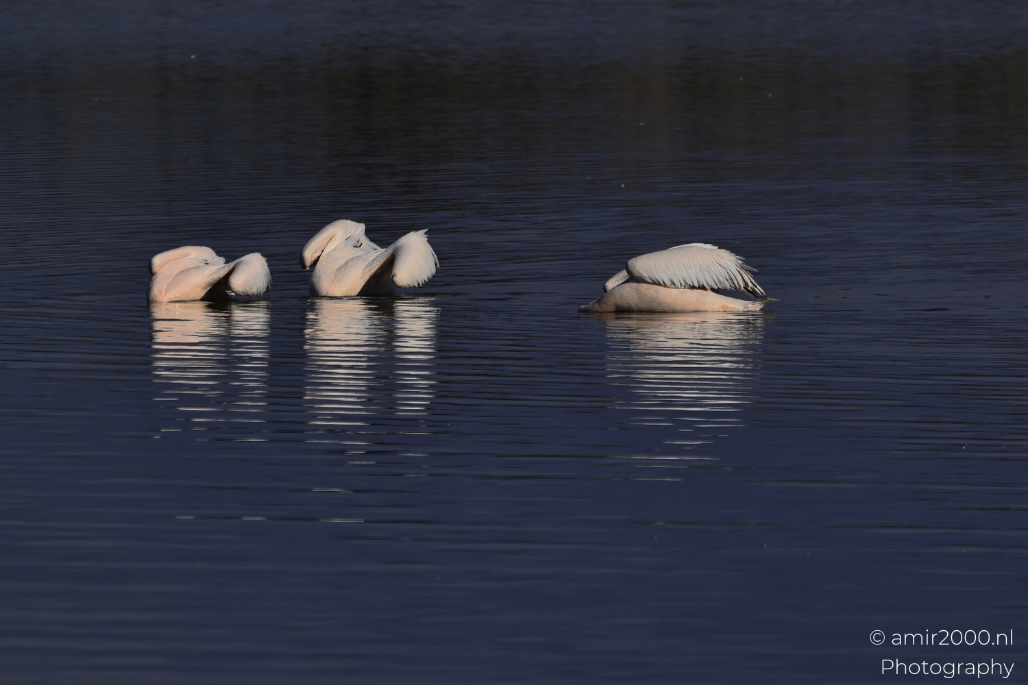 A pelican group moves through darker water with subdued reflections and quiet spacing.