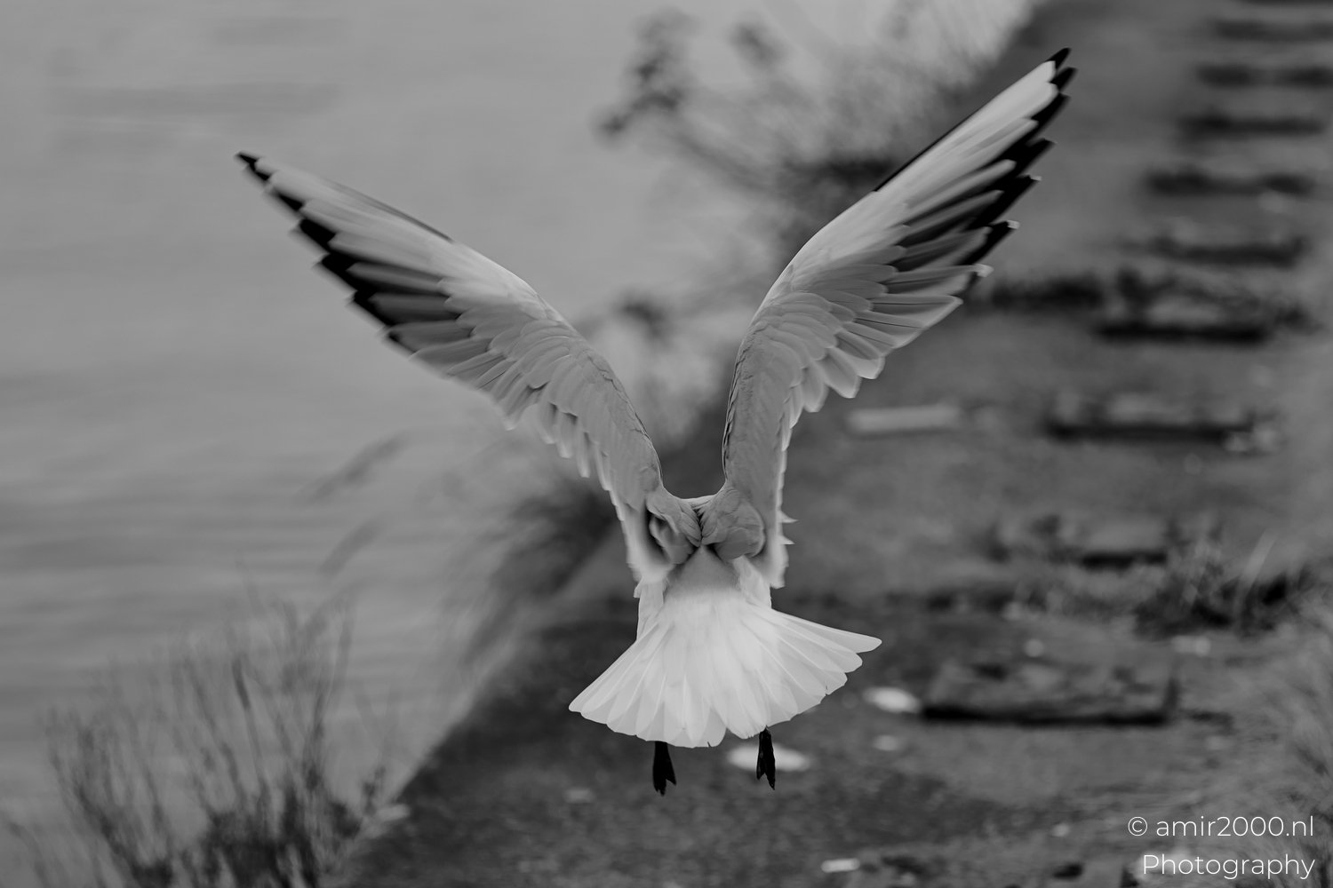 Seagul zeemeeuw in the city Birds in Birds Photography from nature series Photo 3