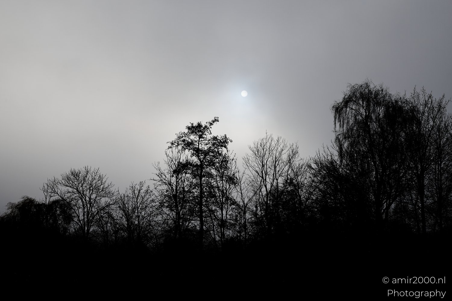 Dark silhouetted tree shapes contrast sharply against an overcast skyline with sunlight peeking through the mist.